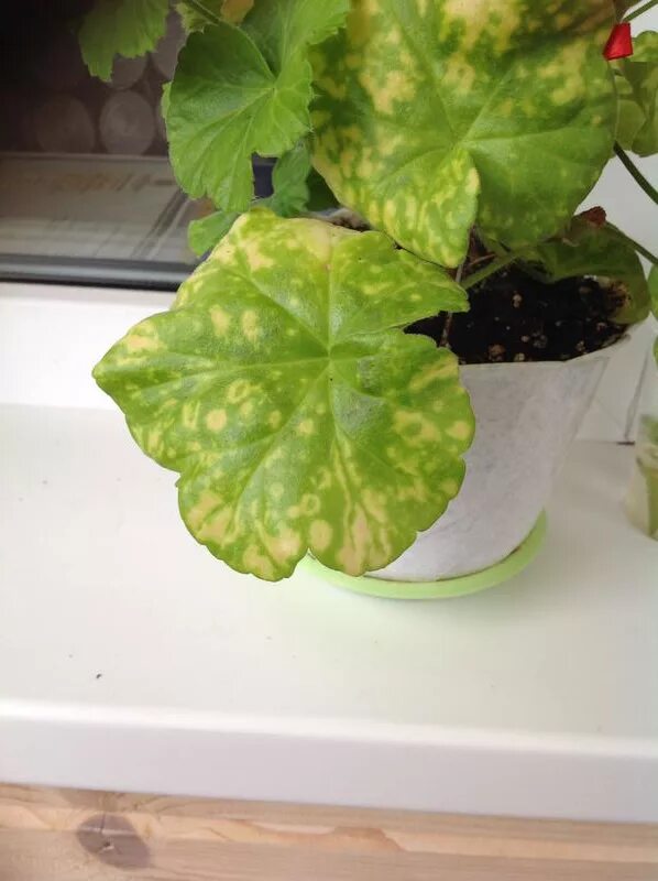 болезни герани плющелистной. магниевый хлороз пеларгонии. болезни герани комнатной пятнистость листьев. пятнистость на листьях пеларгонии. вирусная пятнистость пеларгония.