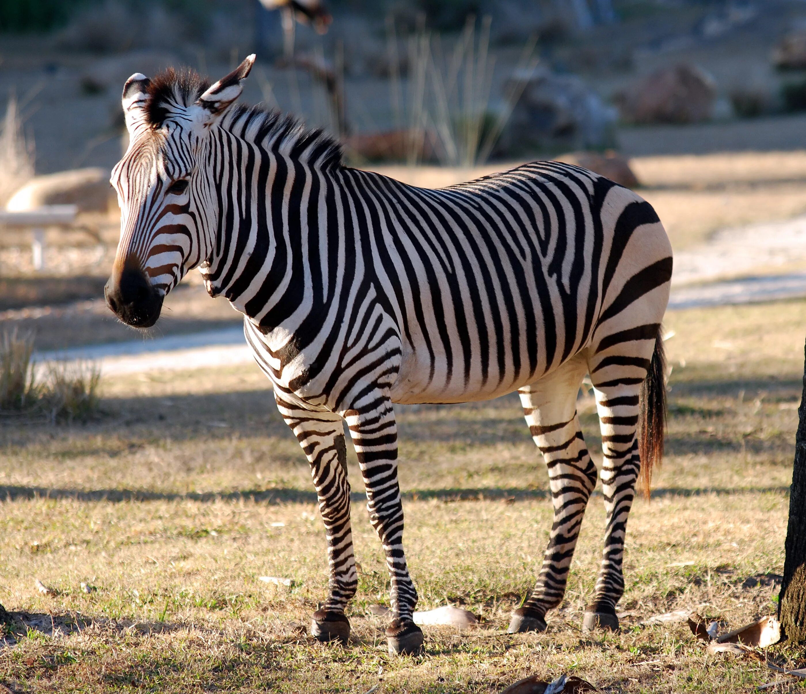 Зебра обыкновенная, l (88830b). Equus Zebra. Зебра травоядное животное. Зебра Equus Zebra. Зебра живет в африке