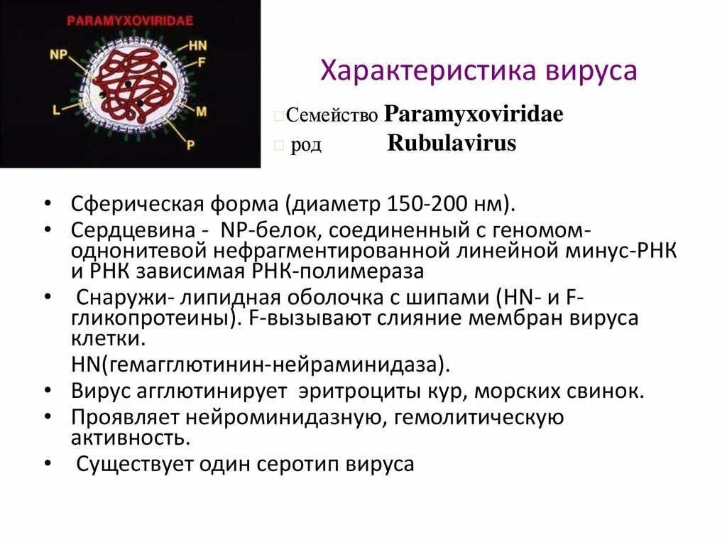 Минус рнк вирусы. Структура вириона эпидемического паротита. Возбудитель паротита микробиология. Вирус эпидемического паротита морфология. Парамиксовирус паротит.