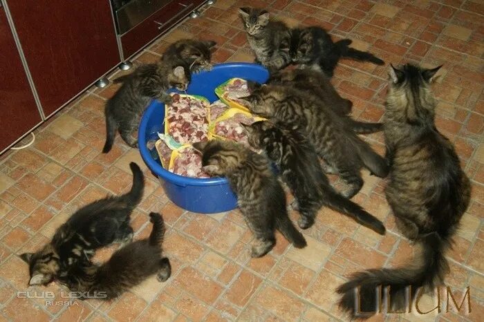 Можно мейн куну сырое мясо. Мейн кун пьет воду. Красный мейн кун. Мейн-кун. Можно мейн куну сырое мясо.