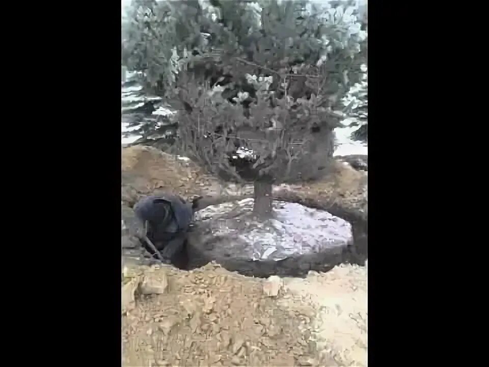 Можно выкопать елку в лесу