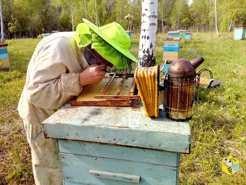 Пчеловод инфо форум. Пасека. сад. геннадий пасека. пасека владимира жукова. пчеловодство в сибири. пчеловод на пасеке.
