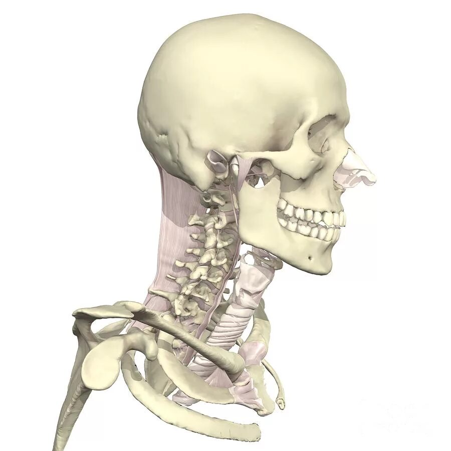 Шейный отдел кости скелета. Шейные кости. Строение черепа и шеи.