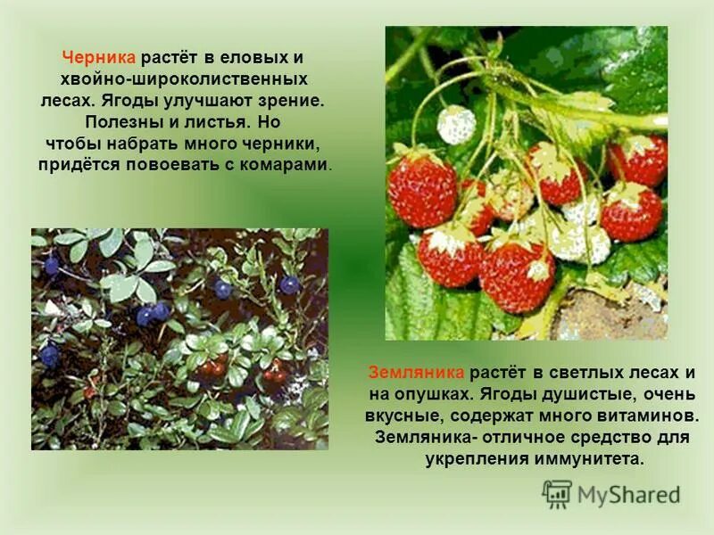 в лесу растет земляника предложение. лесная земляника изолированная. сообщение о клубнике. дикая земляника в лесу. как растет земляника в лесу.