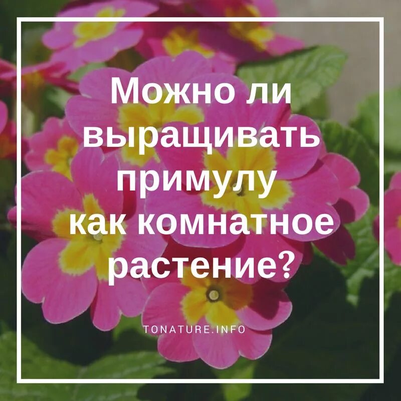 Примула в открытом грунте. Как рассадить примулу комнатную. Первоцветы в горшках. Примула высаживание в открытый грунт. Как часто поливать примулу