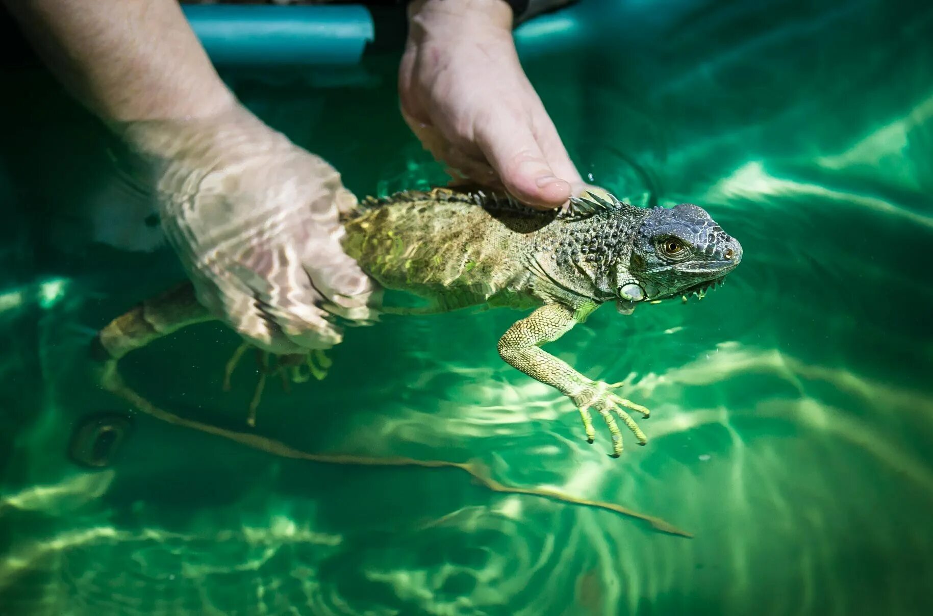 Плавающая ящерица. Игуана плавает. Морская игуана. Водяная игуана.