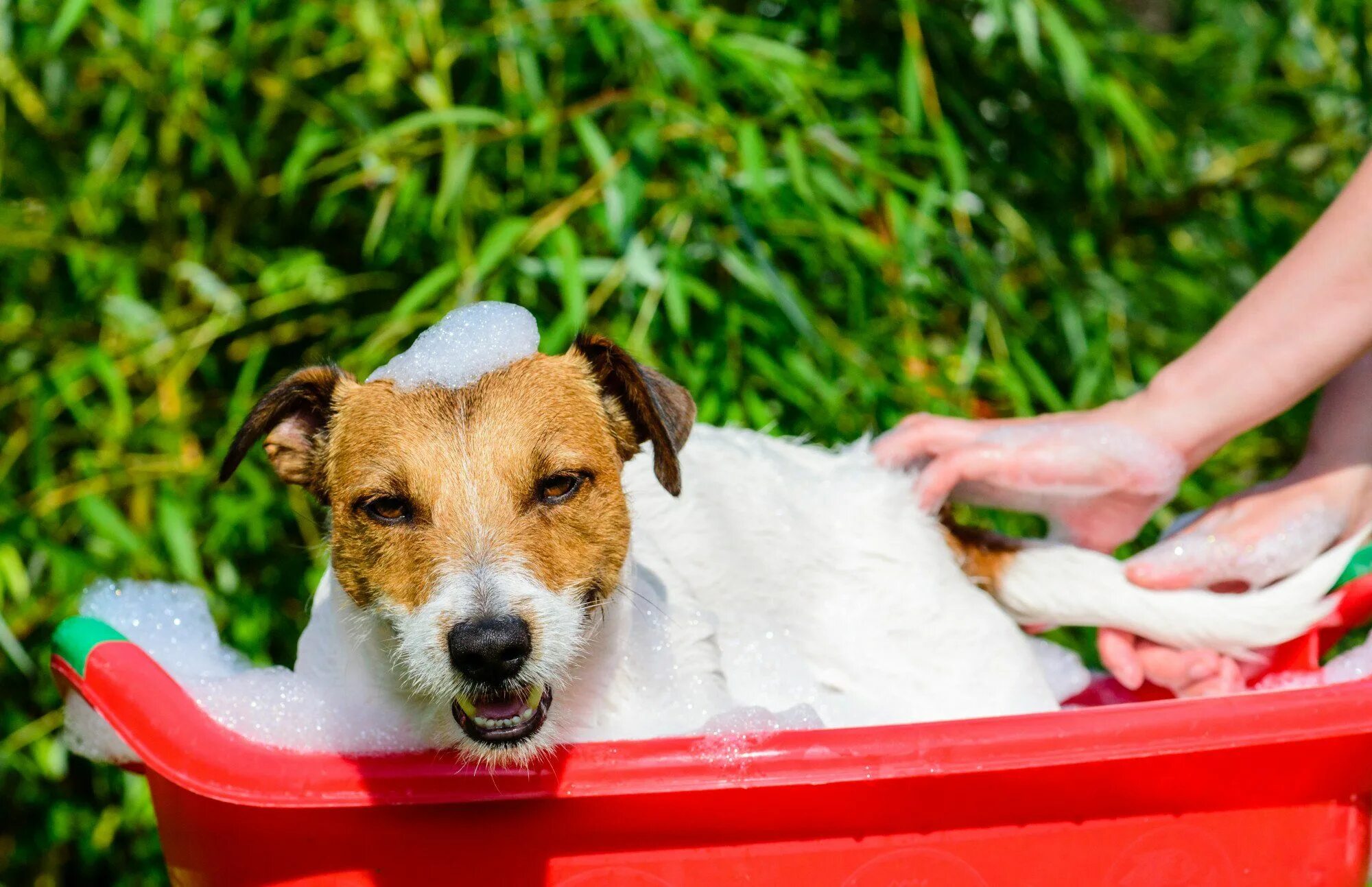 Jack wash the dog. Джек Рассел купается. Джек Рассел купание. Собака моется. Джек Рассел купается в ванной.