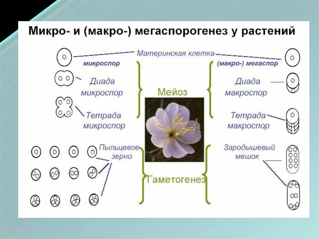 Мегаспора цветковых растений. Микроспоры и мегаспоры. Микроспора и макроспора. Строение мегаспоры покрытосеменных. Макроспора образуется в результате