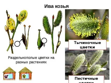 К двудомным растениям относится береза