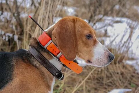 Gps для охотничьей собаки