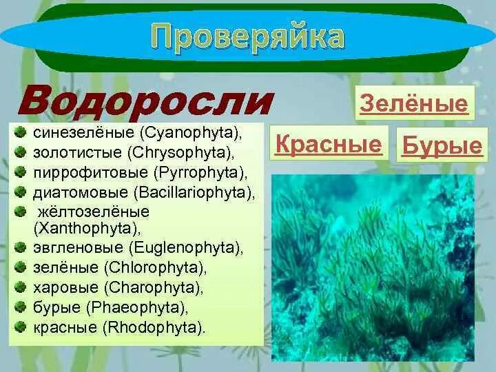 Цианобактерии относят к водорослям. Синезелёные водоросли цианобактерии. Цианобактерии сине-зеленые водоросли. Cyanophyta водоросли. Синезеленые водоросли систематика.