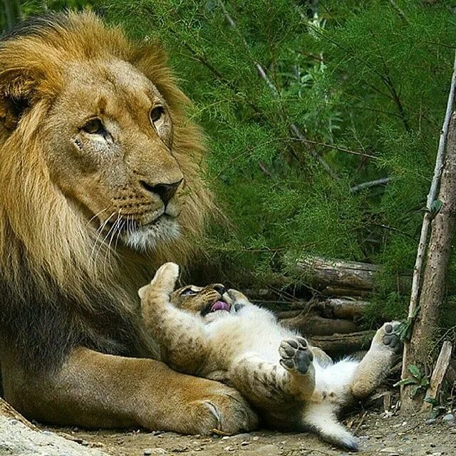 Костюм для косплея домашних животных, шляпа для кошек, одежда для собак, костюм 