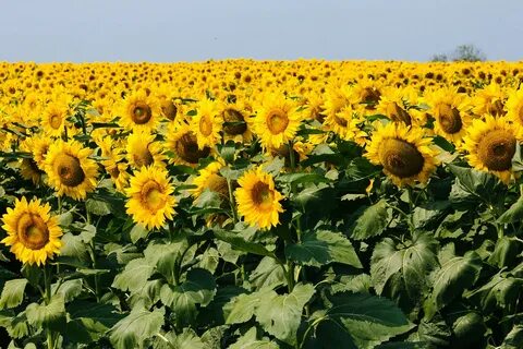 Подсолнечник где