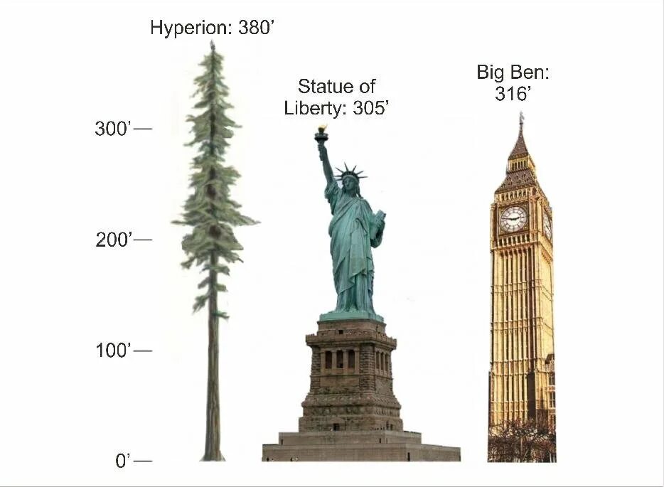 Сколько мир высота. Самое высокое дерево в мире Гиперион высота. Гиперион Секвойя Гиперион. Гиперион дерево высота. Секвойя дерево Гиперион.