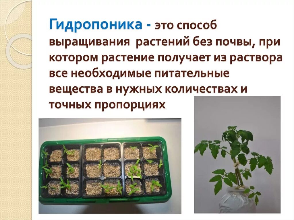 Гидропоника проект 10 класс Можно ли искусственно вырастить: найдено 82 изображений