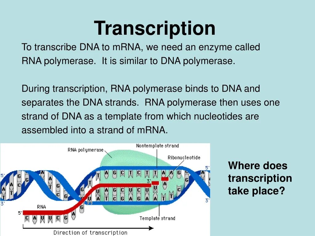 Called транскрипция. Transcription DNA RNA. Transcription Translate. DNA Transcription and translation. Транскрипция РНК полимераза.