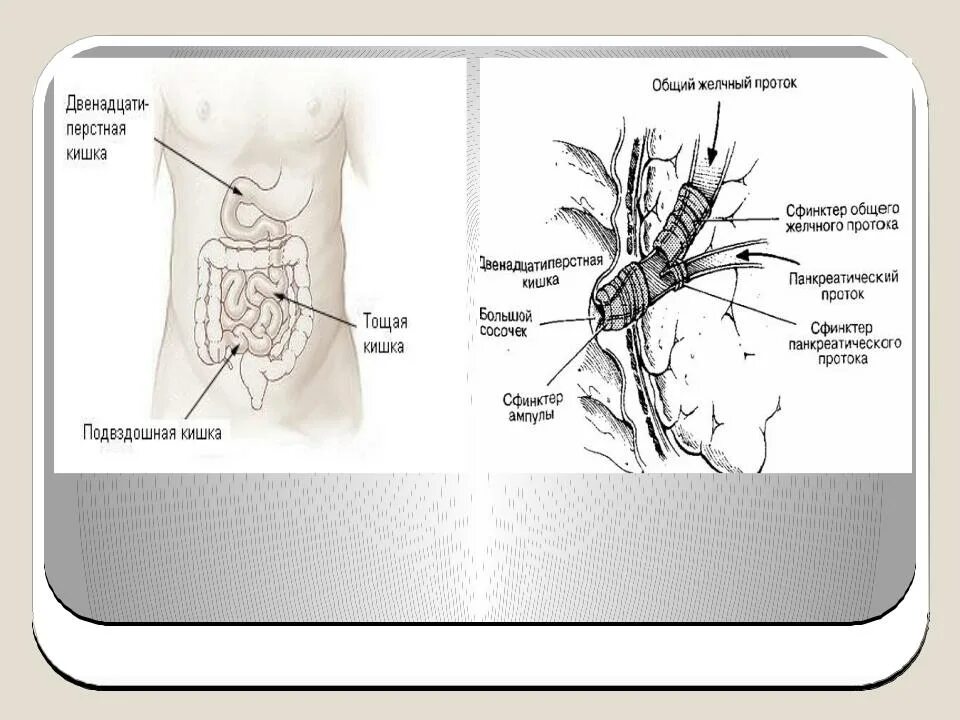 12 Перстная кишка и сфинктер Одди. Сфинктер Одди вирсунгов проток. Сфинктер 12перствной.кишки. Сфинктер Одди 12-ти перстной. Сфинктер расположение