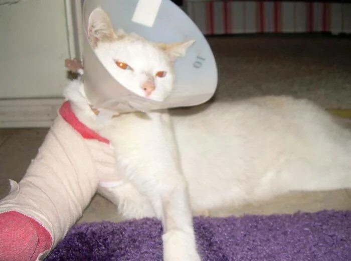 Кот со сломанной лапой. Коты с гипсом. забинтованный кот. кошачий гипс. котик в гипсе.