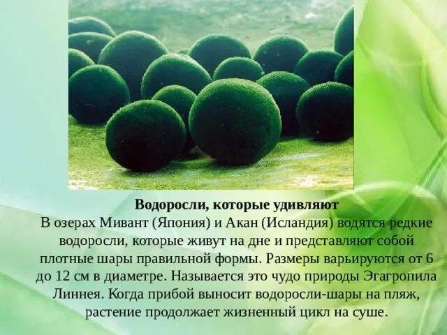 Защита водорослей. Охрана водорослей. Способ охраны водорослей. Сообщение охрана водорослей.