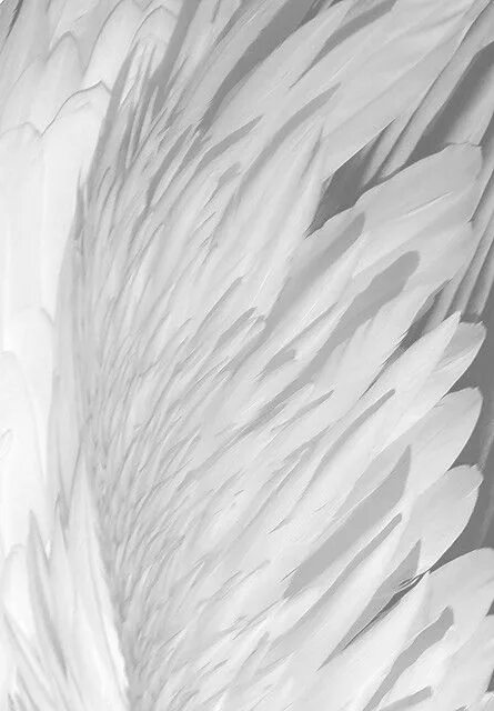 Feathering his own. Белые перья Эстетика. Белые Крылья Эстетика. Крылья ангела Эстетика. Эстетика белого ангела.