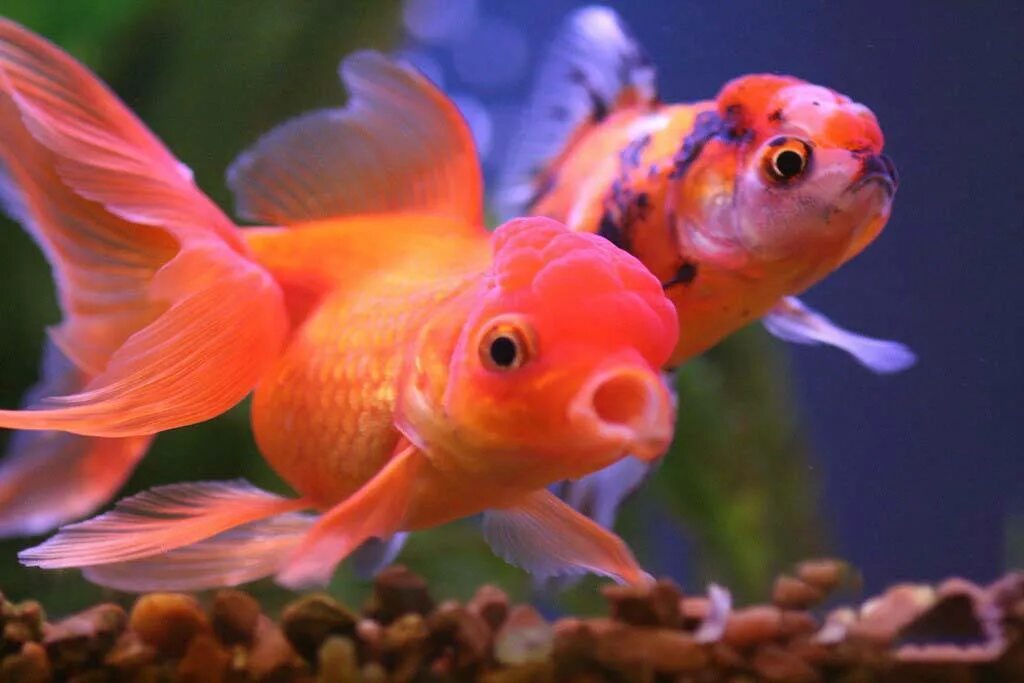 Аквариумная рыба золотая рыбка. Аквариумная Золотая рыбка Оранда. Оранда рыбка аквариумная. Оранда красная аквариумная рыбка. Золотая рыбка Оранда красная.