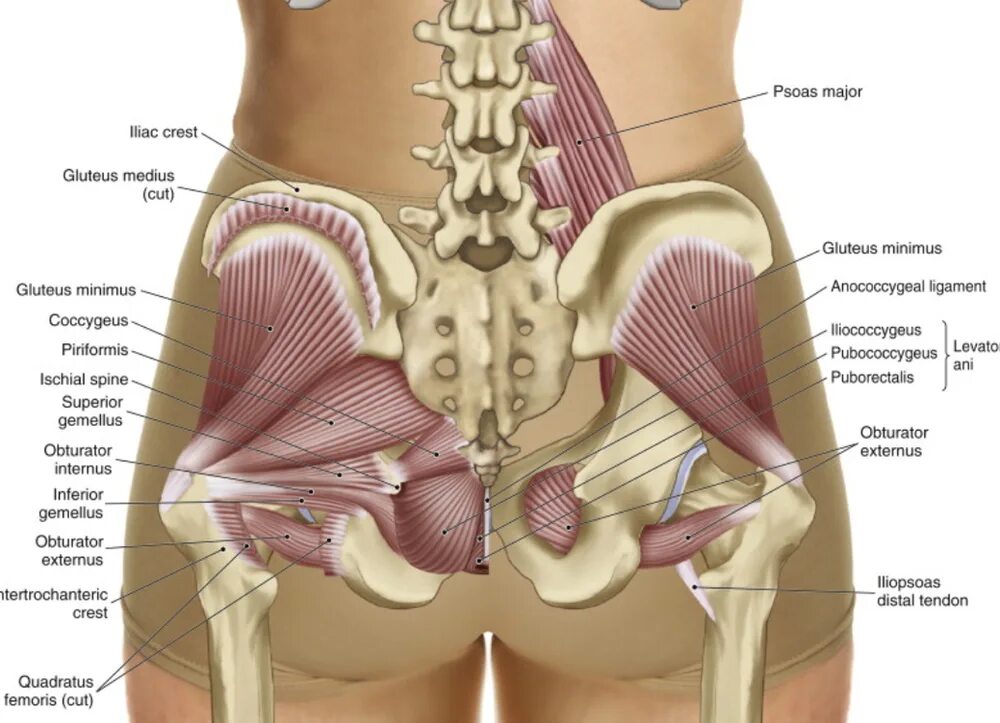 Лобковая область мужчины. Мышца Леватор Ани. Мышцы крестца анатомия. Мышцы малого таза у мужчин анатомия. Леваторы таза мышцы.