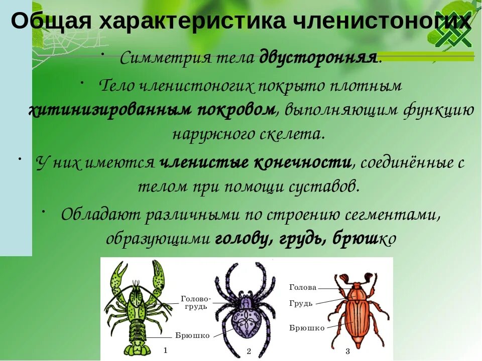 Членистоногие какой тип. Общая характеристика членистоногих. Общая характеристика типа членистоногих. Симметрия ракообразных. Членистоногие внешний вид.