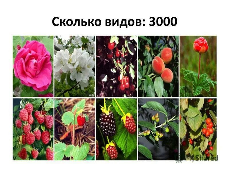 3 типа розоцветных. 3 типа розоцветных