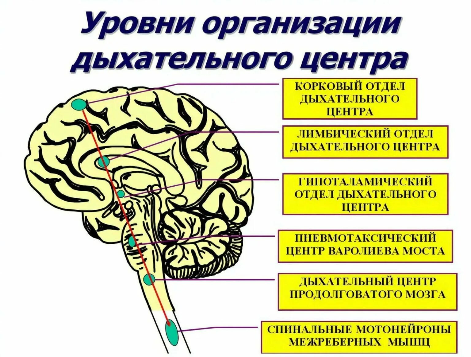 Вспомните как регулируется дыхание у человека зная. Структурно-функциональная организация дыхательного центра. Дыхательный центр продолговатого мозга. Дыхательный центр в мозге. Центр дыхания в головном мозге.