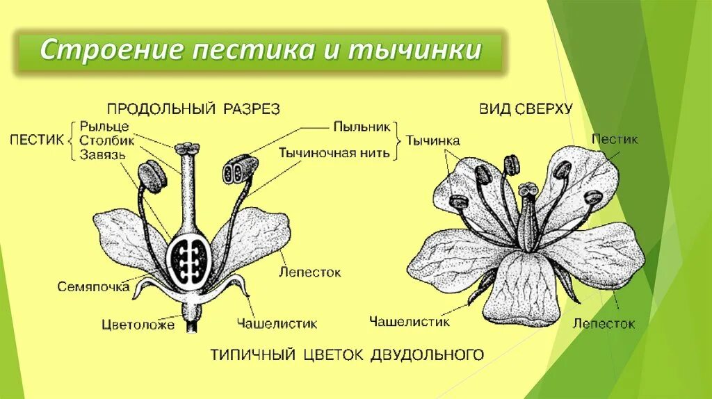 Схема пестика и тычинки строение. Покрытосеменные строение цветка пестик тычинка. Строение растения тычинка пестик. Строение завязи пестика. Какую функцию в цветке выполняет завязь ответ