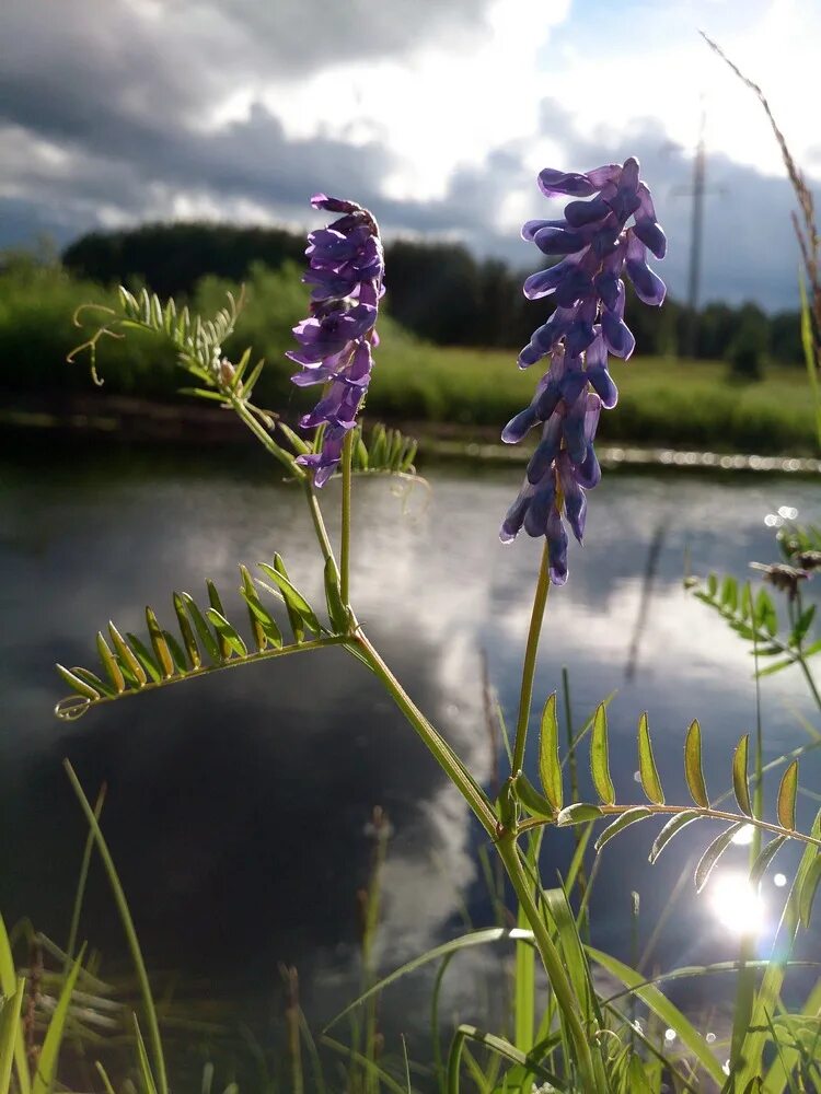 Мышиный горошек. Vicia cracca. вязель мышиный горошек. горошек мышиный (vicia cracca). вика мышиный горошек.