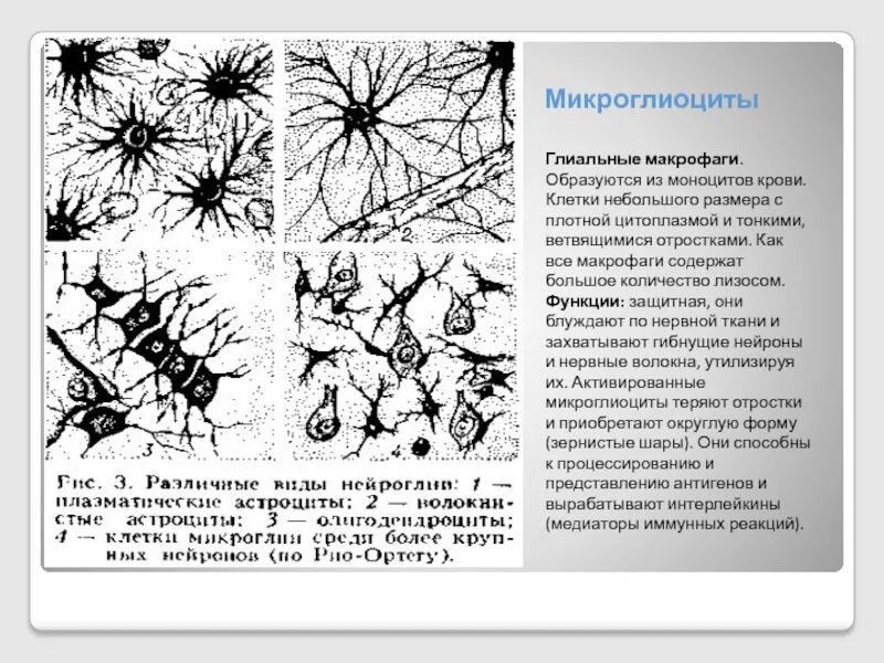 Какая ткань организма человека содержит глиальные клетки. Глиальные макрофаги строение. Микроглия глиальные макрофаги. Глиальные макрофаги функции. Происхождение глиальных макрофагов.