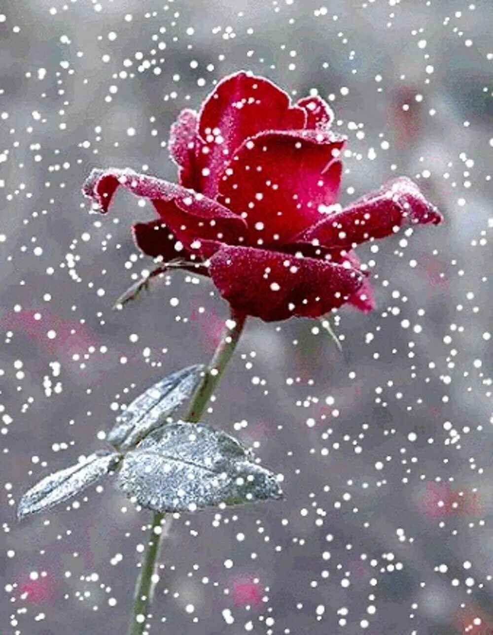 Гифки с зимние цветы. Зимние открытки с днем рождения. Анимированные цветы. Цветы зимой. Красивые зимние цветы.