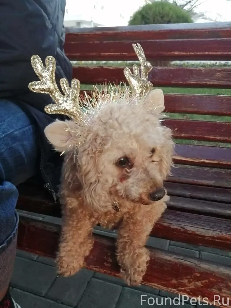 Собака славянск на кубани. Пропала собака славянск на кубани. Щенки купить недорого в славянске на кубань. Пропала собака славянск на кубани. Пропала собака славянск на кубани инстаграмм.