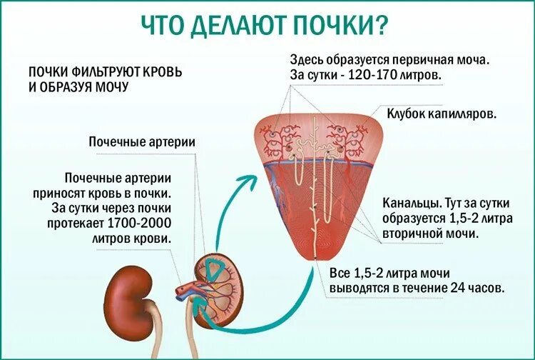 Почки головокружение