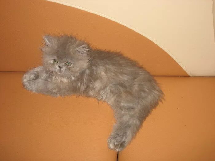 персидские в добрые руки. отдам персидских котят. персидский кот в добрые руки. метис перса. персидские в добрые руки.