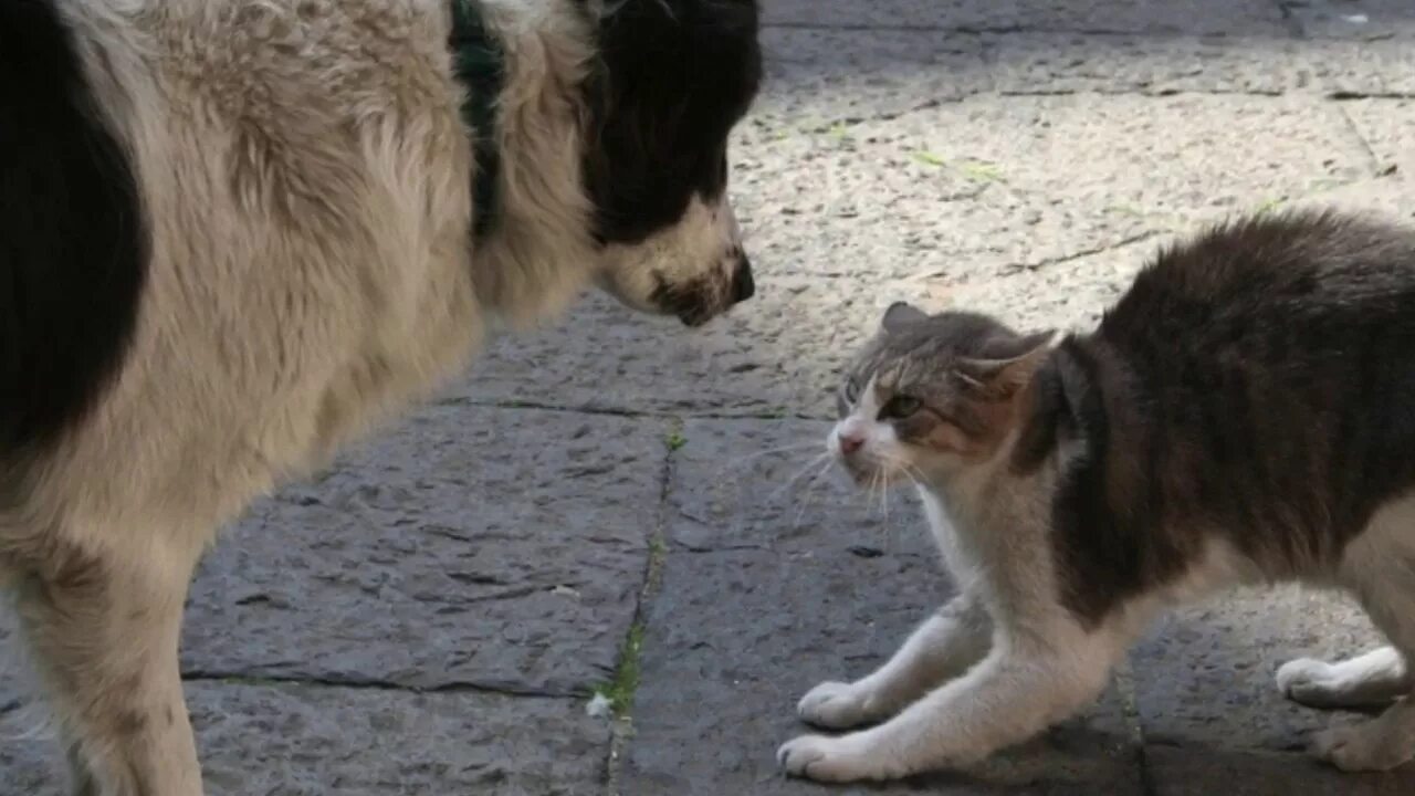 Щенок побаивался котов и чужих людей. Драка кота и собаки. Кот и собака дерутся. Коты драка с собакой. Кот защищается.