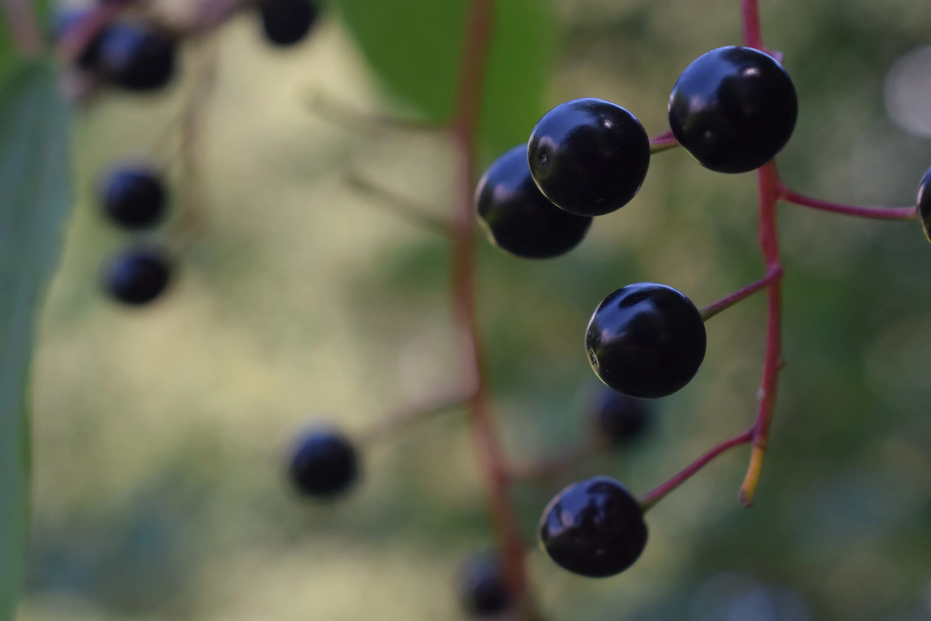 Маленькие черные ягоды. Черная круглая ягода. Черная вязкая ягода. Дерево с мелкими черными ягодами. Черные вяжущие ягоды.