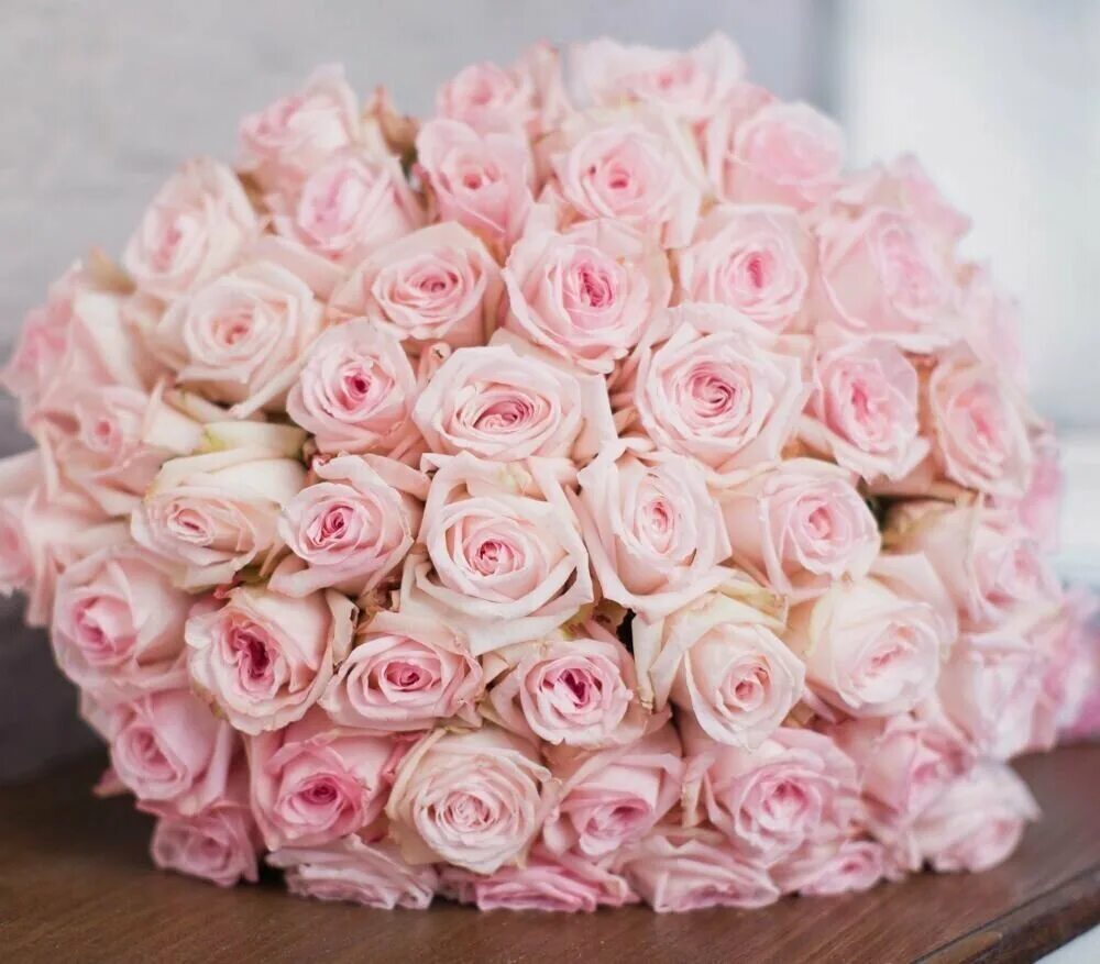 Pink ohara роза.