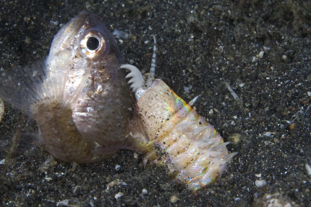 Морской червь размер. Многощетинковый червь Eunice aphroditois. Эунице Афродита червь Боббита. Австралийский червь Боббита.