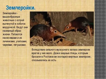 Зверек землеройка за сутки съел 12 г