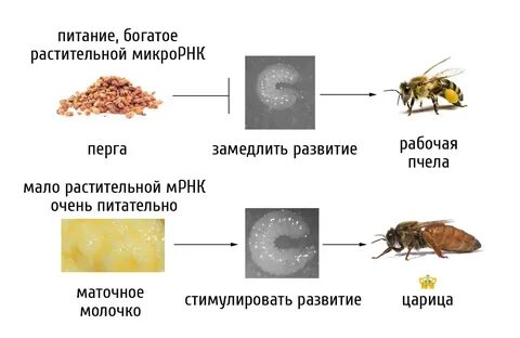 Пчелы неполное превращение