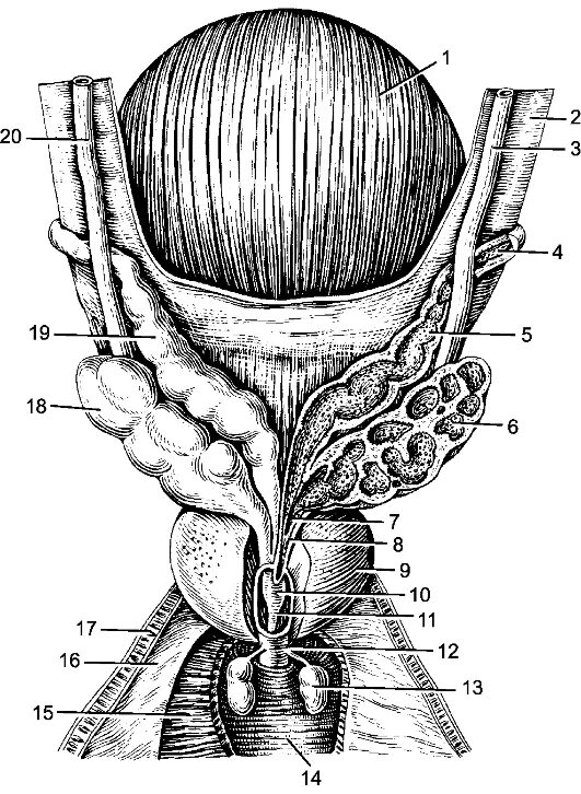 Семенные пузырьки простаты. Строение стенки семенного пузырька. Семенные пузырьки гистология. Проток семенного пузырька. Скелетотопия семенных пузырьков.