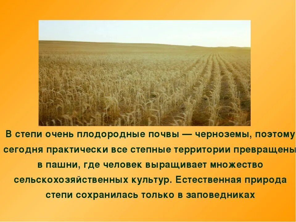 Степь плодородная почва. Почвы плодородие степи. Почвы Степной зоны. Плодородная почва Степной зоны.