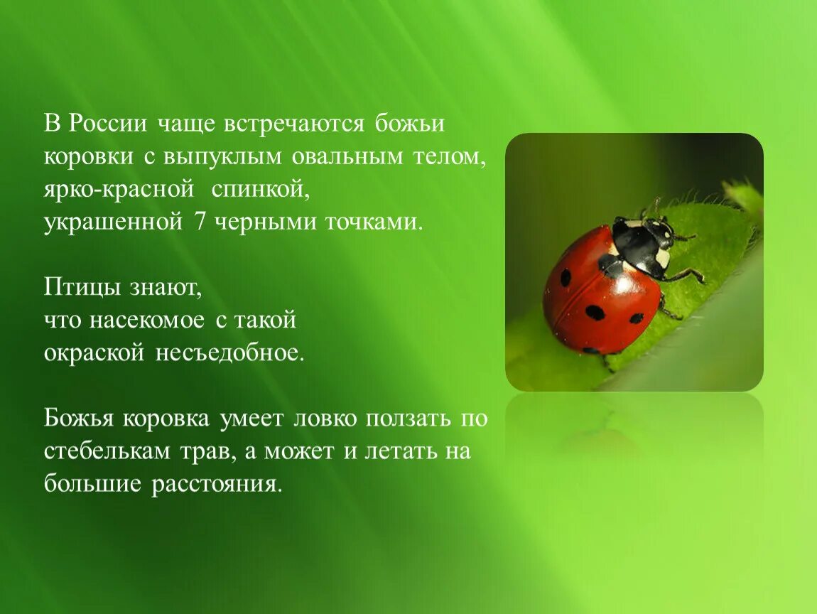 Характеристики коровки. Где обитает Божья коровка. Рассказать о Божьей коровке. Доклад про Божью коровку. Божья коровка описание для детей.