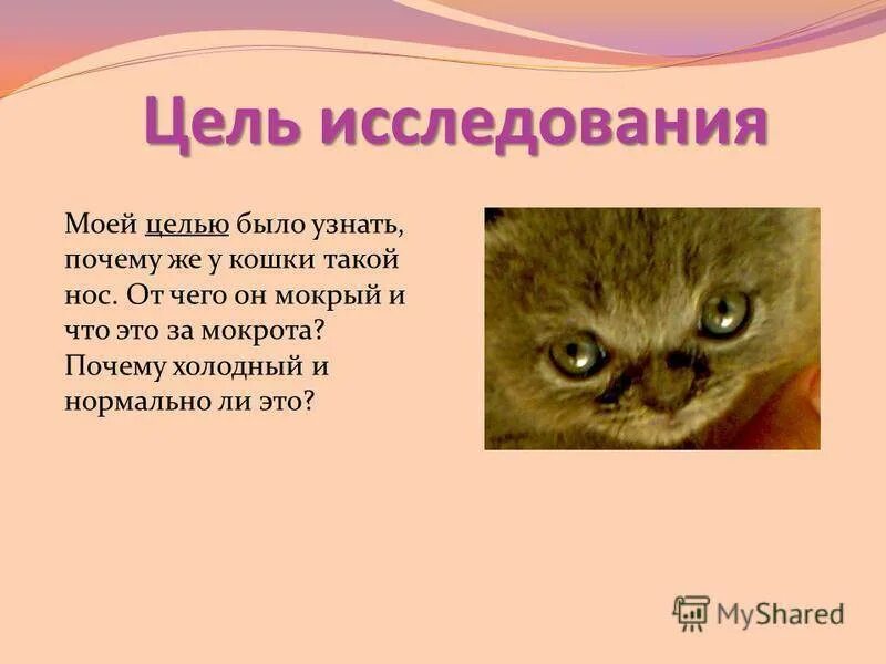 Почему у кошек мокрый нос. Почему у котов мокрый нос.