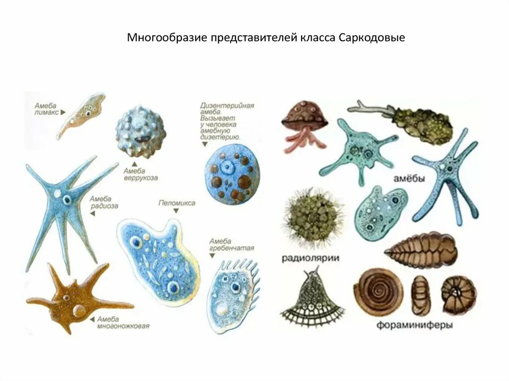 Одноклеточные организмы амеба. Тип саркодовые корненожки. Подцарство одноклеточные 7 класс биология. Корненожки радиолярии солнечники споровики. Одноклеточные животные.