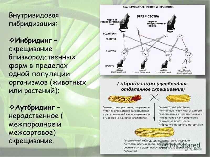 Примеры внутривидовой гибридизации в селекции. Близкородственное скрещивание растений. Гибридизация животных. Инбридинг растений примеры.