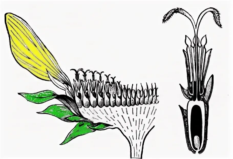 Подсолнечник вид соцветия. Строение соцветия подсолнечника. Строение цветков сложноцветных подсолнечник. Подсолнух строение соцветия. Строение подсолнечника биология.