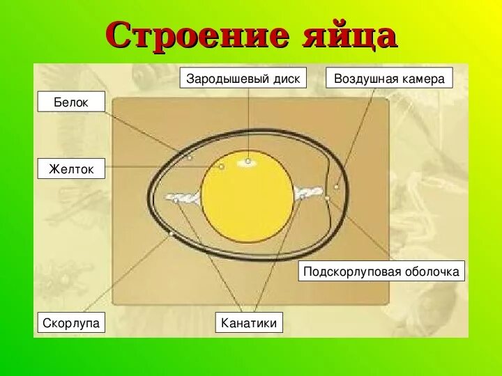 Функции оболочек яйца. Строение яйца. Строение куриного яйца. Строение яйца птицы. Строение яйца курицы.